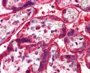 IHC testing of FFPE human placenta with NEIL1 antibody at 5ug/ml. HIER: steamed with pH6 citrate buffer, AP-staining.