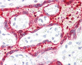 IHC testing of FFPE human placental tissue with HSD3B1 antibody at 3.75ug/ml. Required HIER: steamed antigen retrieval with pH6 citrate buffer; AP-staining.