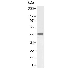 Western blot testing of human HepG2 lysate with Oct4 antibody at 1ug/ml. Predicted molecular weight: 38-45 kDa (isoform A).