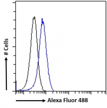 FACS testing of fixed and permeabilized human A549 cells with MURF1 antibody (blue) at 10ug/ml and naive goat Ig (black).