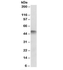 Western blot testing of human skeletal muscle lysate with ATG4C antibody at 2ug/ml. Predicted molecular weight: ~52kDa.