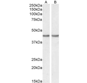 Western blot testing of A) human HeLa and B) mouse NIH 3T3 cell lysate with Smooth muscle alpha Actin antibody. Predicted molecular weight: ~42 kDa.