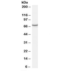 Western blot testing of human kidney lysate with PCK1 antibody at 0.5ug/ml. Predicted molecular weight: ~69kDa.