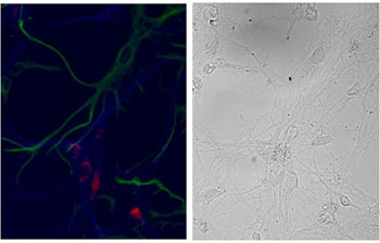 NSG1 Antibody Primary Rat Hippocampal Neuron ICC. Immunocytochemistry was performed on primary DIV9 cultures derived from embryonic day 18 rat hippocampus using NSG1 Antibody at 1 ug/ml. NSG1 was detected with an Alexa Fluor 568-conjugated secondary antibody (red), while neurons were identified with MAP2 (blue) and glial cells with GFAP (green). The corresponding phase-contrast image is shown at right. NSG1 immunoreactivity is localized within MAP2-positive neurons and is absent from GFAP-positive glial cells, consistent with the neuron-specific expression of Neuron Specific Gene Family Member 1. These results demonstrate that this Neuron Specific Gene Family Member 1 Antibody is suitable for immunocytochemical detection of endogenous NSG1 in primary rat hippocampal neurons.