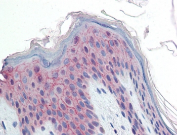 IHC testing of FFPE human skin with PPPDE1 antibody at 10ug/ml. Required HIER: steamed antigen retrieval with pH6 citrate buffer; AP-staining.
