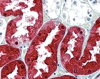 IHC staining of FFPE human kidney with Argininosuccinate synthetase 1 antibody at 2.5ug/ml. HIER: steamed with pH6 citrate buffer, AP-staining.