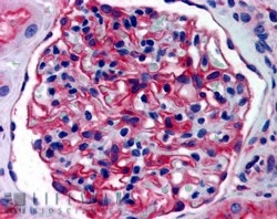 IHC staining of FFPE human kidney with APA antibody at 4ug/ml. HIER: steamed with pH6 citrate buffer, AP-staining.