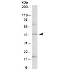 Western blot testing of mouse brain lysate with Htr1a antibody at 1ug/ml. Predicted molecular weight: ~46 kDa.