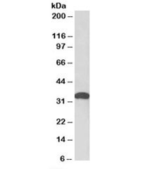 Western blot testing of mouse fetal brain lysate with POU6F1 antibody at 0.05ug/ml. Predicted/observed molecular weight: ~33kDa.