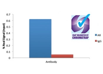 ChIP of 2ug Androgen receptor antibody with 1ug DHT-treated HEC50 chromatin using the Chromatrap spin column sonication kit (Protein G) measuring FKBP5 enrichment.