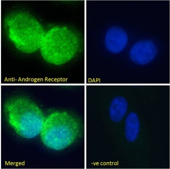IF/ICC staining of fixed and permeabilized human U-2 OS cells with Androgen receptor antibody (green) at 10ug/ml and DAPI nuclear stain (blue).