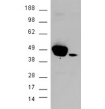 Western blot of HEK293 lysate overexpressing ERK1 probed with ERK1 antibody (mock transfection in second lane), tested by Origene