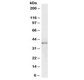 Western blot testing of Jurkat lysate with GRAP2 antibody at 0.3ug/ml. Predicted molecular weight: ~38 kDa.