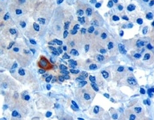 IHC testing of FFPE human pancreas with PAR6 antibody at 10ug/ml. Microwaved antigen retrieval with Tris/EDTA buffer pH9, HRP-staining. Cytoplasmic staining of intralobular ducts is seen.
