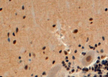 IHC staining of FFPE human cerebellum with beta-Arrestin 2 antibody at 4ug/ml. HIER: steamed with pH6 citrate buffer, HRP-staining.