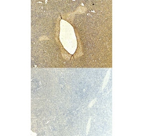 IHC staining of FFPE human spleen tissue with CD80 antibody at 6ug/ml (top) and without primary antibody (bottom). Required HIER: steamed antigen retrieval with pH6 citrate buffer; HRP-staining.