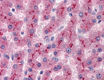 IHC testing of FFPE human liver tissue with CFH antibody at 5ug/ml. Required HIER: steamed antigen retrieval with pH6 citrate buffer; AP-staining.