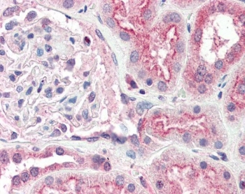 IHC testing of FFPE human kidney tissue with OGG1 antibody at 5ug/ml. Required HIER: steamed antigen retrieval with pH6 citrate buffer; AP-staining.