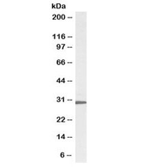 RPL8 Antibody Biotin Conjugate WB. Western blot testing of HepG2 cell lysate with biotinylated RPL8 antibody at 0.3ug/ml. Predicted molecular weight: ~28 kDa.