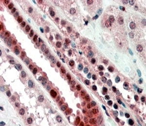 IHC staining of FFPE human kidney with TCF3 antibody at 4ug/ml. HIER: steamed with pH6 citrate buffer, AP-staining.