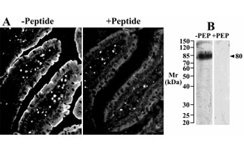 A) IHC staining of cryosections of rat small intestines with Slc5a1 antibody at 25ug/ml. Detection by CY3 fluorescence.  B) Western blot of brush-border membranes from rat small intestines with Slc5a1 antibody at 2.5ug/ml.