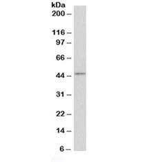 Western blot testing of mouse thymus lysate with Cd28 antibody at 0.3ug/ml. Expected molecular weight depending on level of glycosylation: ~25-44 kDa (monomer), ~50-90kDa (dimer).