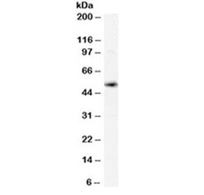 XCT Antibody Spleen WB. Western blot testing of human spleen lysate with xCT antibody at 0.02ug/ml. Predicted molecular weight ~55 kDa.
