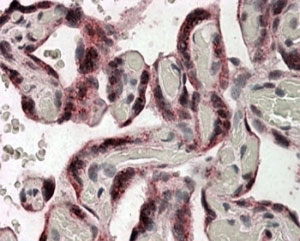 IHC staining of FFPE human placenta with IDS antibody at 4ug/ml. HIER: steamed with pH6 citrate buffer, AP-staining.