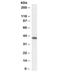 Western blot testing of mouse heart lysate with GNA12 antibody at 0.3ug/ml. Predicted/observed molecular weight: ~37kDa. 