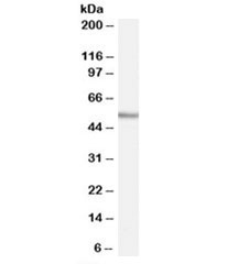 Western blot testing of human tonsil lysate with WIPF1 antibody at 0.03ug/ml. Commonly observed molecular weight: 50-55 kDa with a possible ~36 kDa isoform.