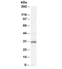 Western blot testing of Jurkat lysate with PAC1 antibody at 0.3ug/ml. Predicted/observed molecular weight: ~30 kDa.
