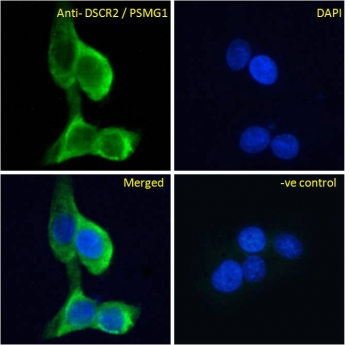 IF/ICC testing of fixed and permeabilized human A431 cells with PAC1 antibody (green) at 10ug/ml and DAPI nuclear stain (blue).