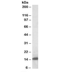 Galectin 1 Antibody Rat Pancreas WB. Western blot analysis of rat pancreas tissue lysate using Galectin 1 antibody at 0.5 ug/ml. A distinct immunoreactive band is detected at approximately 15 kDa, consistent with the predicted and observed molecular weight of Galectin-1 (LGALS1). Galectin-1 is a beta-galactoside-binding lectin involved in immune regulation, cell adhesion, apoptosis, extracellular matrix interactions, and glycan-mediated signaling pathways. The clean banding pattern supports specific detection of endogenous Galectin-1 in rat pancreatic tissue and demonstrates the utility of this antibody for western blot applications. Predicted/observed molecular weight: ~15 kDa.