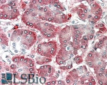 IHC staining of FFPE human pancreas with AIMP1 antibody at 5ug/ml. HIER: steamed with pH6 citrate buffer, AP-staining.
