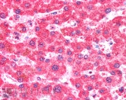 IHC staining of FFPE human liver with IFT74 antibody at 5ug/ml. HIER: steamed with pH6 citrate buffer, AP-staining.