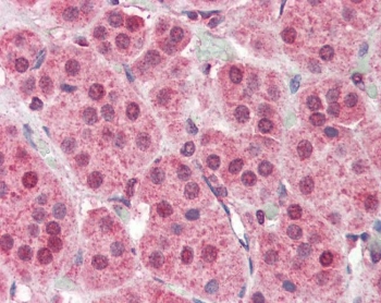IHC testing of FFPE human adrenal gland tissue with PARP2 antibody at 5ug/ml. Required HIER: steamed antigen retrieval with pH6 citrate buffer; AP-staining.