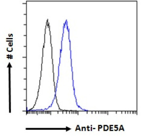 Phosphodiesterase 5A Antibody HEK293 Cell FACS. Flow cytometric analysis was performed on human HEK293 cells using Phosphodiesterase 5A Antibody at 10 ug/ml. The black histogram represents the isotype control, while the blue histogram represents cells stained with the PDE5A antibody. A clear rightward shift of the blue population relative to the isotype control demonstrates specific antibody binding and confirms PDE5A expression in HEK293 cells. These results demonstrate that this cGMP Binding Phosphodiesterase Antibody is suitable for flow cytometric detection of PDE5A.