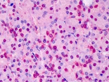 IHC staining of FFPE human pancreas tissue with Triosephosphate isomerase antibody at 5ug/ml. HIER: steamed with pH6 citrate buffer, AP-staining.