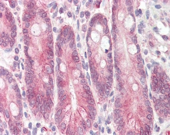 IHC testing of FFPE human small intestine with STAP2 antibody at 3.75ug/ml. HIER: steamed antigen retrieval with pH6 citrate buffer; AP-staining.