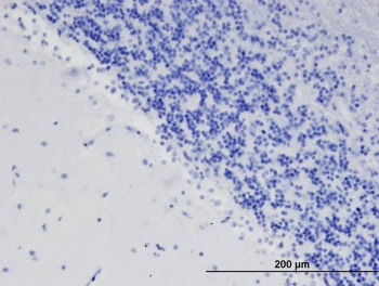 IHC staining of FFPE human cerebellum with ODZ3 antibody at 1.5ug/ml. HIER: steamed with pH6 citrate buffer, AP-staining. Nuclear staining of the granular cell layer is seen.