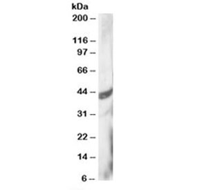 DAP3 Antibody HeLa Cell WB. Western blot testing of HeLa lysate with DAP3 antibody at 3ug/ml. Predicted molecular weight: ~46/41/42 kDa (isoforms 1/2/3).