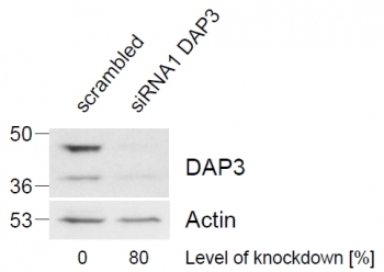 DAP3 Antibody Knockdown WB. Western blot analysis of HeLa cell lysates using goat polyclonal DAP3 antibody following siRNA-mediated knockdown of DAP3 expression. The control lysate is shown in the left lane and DAP3 knockdown lysate in the right lane. A marked reduction in the approximately 41-46 kDa DAP3 signal is observed following siRNA treatment, consistent with the predicted molecular weights of DAP3 isoforms 1, 2, and 3. Actin was used as a loading control, and knockdown efficiency was quantified relative to Actin expression by RT-PCR.