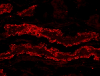 IHC staining of PFA-perfused cryosection of pig kidney with GPX3 antibody at 20ug/ml. HIER: microwave with pH3 citrate buffer, CY3-staining.