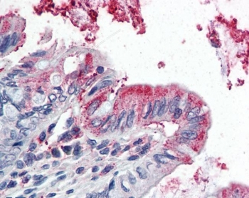 IHC testing of FFPE human colon tissue with GPX3 antibody at 5ug/ml. Required HIER: steamed antigen retrieval with pH6 citrate buffer; AP-staining.