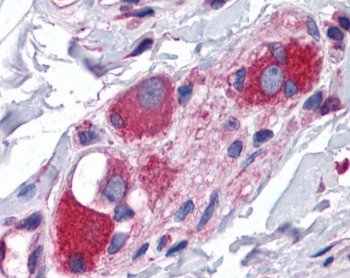 IHC testing of FFPE human small intestine tissue with ARL6IP5 antibody at 3.75ug/ml. Required HIER: steamed antigen retrieval with pH6 citrate buffer; AP-staining.