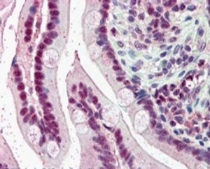 IHC staining of FFPE human small intestine with KPNA4 antibody at 5ug/ml. HIER: steamed with pH6 citrate buffer, AP-staining.