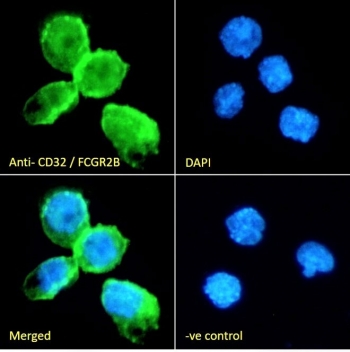 CD32 Antibody ThP-1 IF. Immunofluorescence analysis of fixed and permeabilized human ThP-1 cells stained with CD32 Antibody / Low-Affinity Fc Gamma Receptor (green) at 10 ug/ml together with DAPI nuclear stain (blue). Distinct membranous and cytoplasmic fluorescence is observed in ThP-1 monocytic cells, consistent with expression of FCGR2 / CD32, an Fc receptor involved in immune complex recognition and leukocyte activation pathways. The negative control demonstrates minimal background fluorescence.