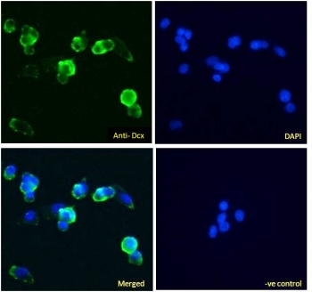 IF/ICC testing of human HepG2 cells with Alexa Fluor 488 secondary (1ug/ml) and DCX antibody (green, 5ug/ml). Blue = DAPI nuclear counterstain.