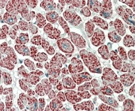 IHC staining of FFPE human heart with NDUFA7 antibody at 5ug/ml. HIER: steamed with pH6 citrate buffer, AP-staining.