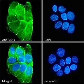 IF/ICC staining of fixed and permeabilized human A431 cells with ZO-1 antibody (green) at 10ug/ml and DAPI nuclear stain (blue).